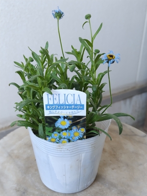 キングフィッシャーデージー　開花確認株