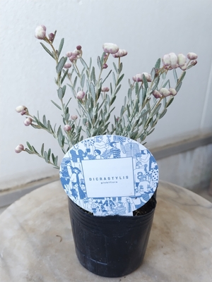 ディクラスティリス　グロビフローラ