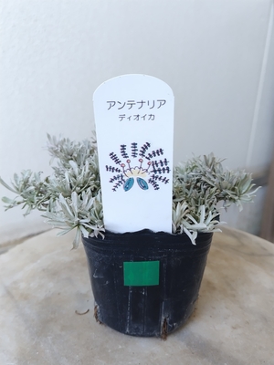 アンテナリア　ディオイカ