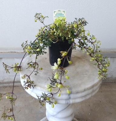 クレマチス　ペトリエイ