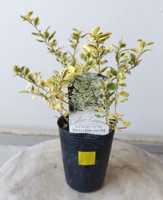 プリペット・カスタードリップル　３株セット