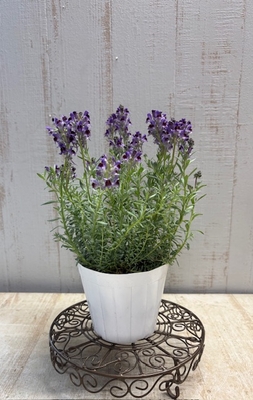 リナリア　リップルストーン　フェルメール　３株セット