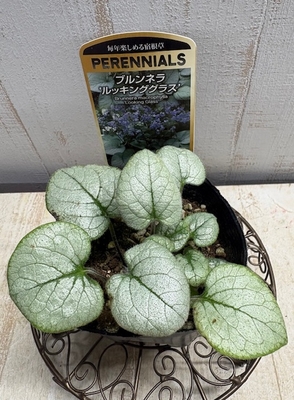 ブルンネラ　ルッキンググラス