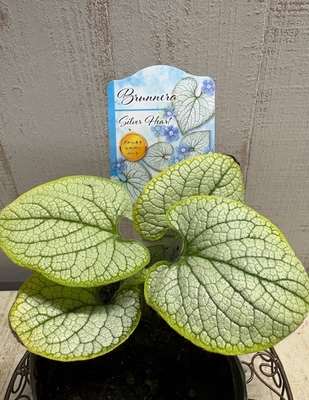 ブルンネラ　シルバーハート