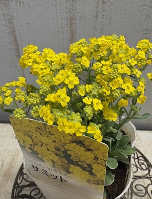 宿根アリッサム　サミット　３株セット