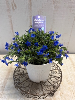 フィロティカ・ノディフローラ