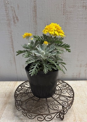 ユリオプスデージー　八重