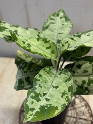 アグラオネマ　ピクタム トリカラー　【現品176】