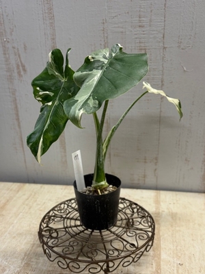 斑入り　クワズイモ　【現品177】