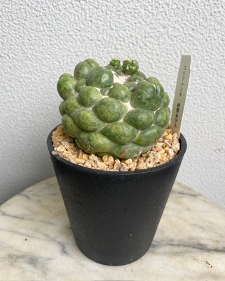 コリファンタ　棘無象牙丸【現品147】