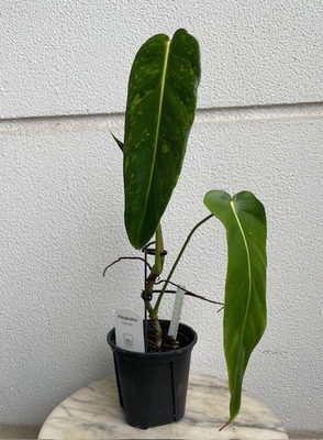 フィロデンドロン　エスメラルデンセ　バリエガータ【現品148】