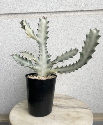 ユーフォルビア　ホワイトゴースト【現品166】