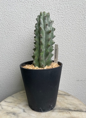 柱サボテン　ステノセレウス　ベネッケイ　Stnocereus beneckei【現品167】