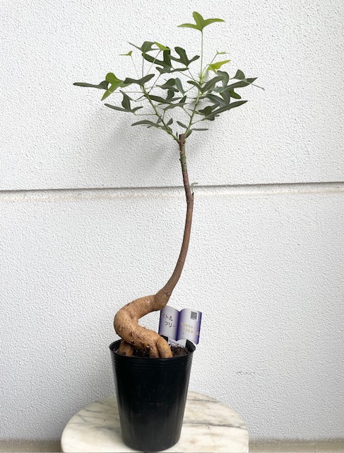 ボトルツリー ブラキキトン ポプルネウス【現品168】 | グリーンホビー