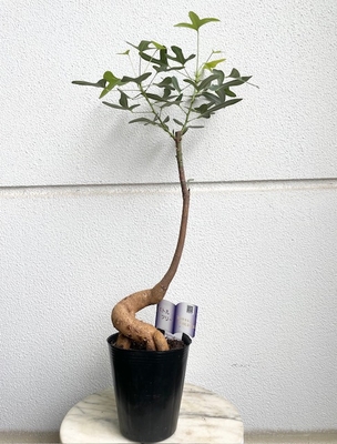 ボトルツリー ブラキキトン　ポプルネウス【現品168】