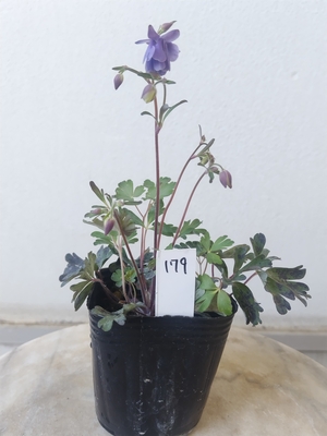 風鈴オダマキ(八重咲き)　【現品179】