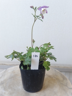 風鈴オダマキ　【現品180】