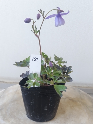 風鈴オダマキ　【現品181】