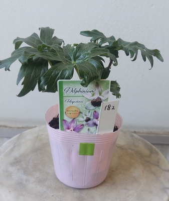 デルフィニウム　レキーニー【182】