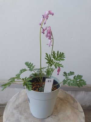 姫ケマンソウ【現品183】