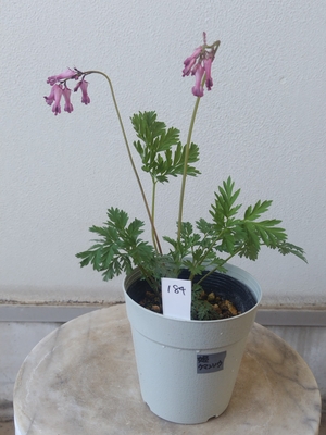 姫ケマンソウ【現品184】