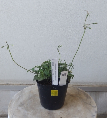 ペラルゴニウム　パールグレイ