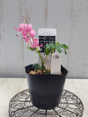 ケマンソウ（タイツリソウ）の苗ピンク 【現品186】