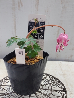 ケマンソウ（タイツリソウ）の苗 【現品187】