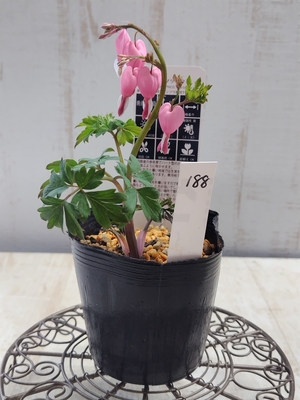 ケマンソウ（タイツリソウ）の苗 【現品188】