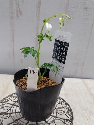 ケマンソウ（タイツリソウ）の苗 　白花【現品190】