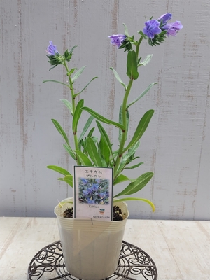 エキウム　ブルガレ　追加分