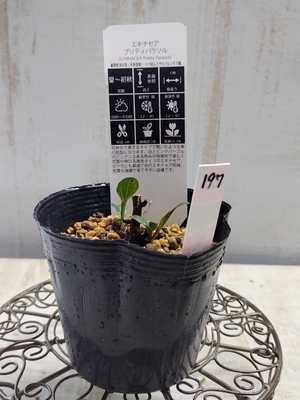 エキナセア　プリティパラソル　【現品197】