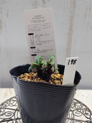 エキナセア　チェリーオンアイス　【現品198】