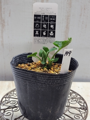 ブルンネラ　ジェニファー 【現品199】