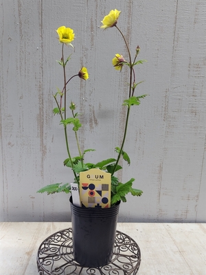 ゲウム　テンポイエロー　【現品200】