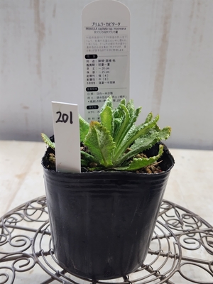 プリムラ　カピタータ　【現品201】