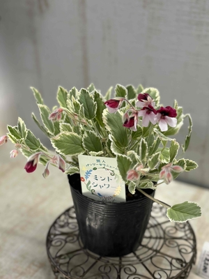 斑入りパンジーゼラニウム　ミントシャワー