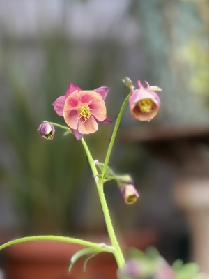 ヒメオダマキ　アンズドロップ 【現品C】