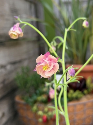 ヒメオダマキ　アンズドロップ 【現品G】