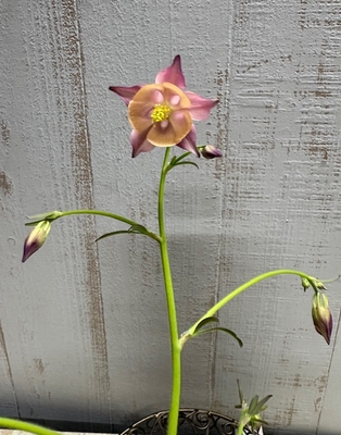 ヒメオダマキ　アンズドロップ 【現品N】