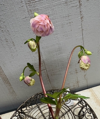 ヒメオダマキ　キューピットドロップ