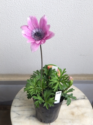 アネモネ　パブニナ　スペシャルカラー【現品207】