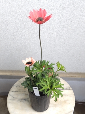 アネモネ　パブニナ　スペシャルカラー【現品208】