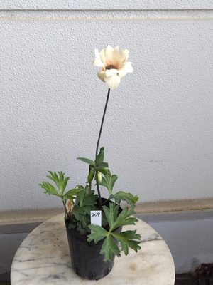 アネモネ　パブニナ　スペシャルカラー【現品209】