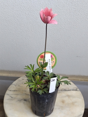 アネモネ　パブニナ　スペシャルカラー【現品210】