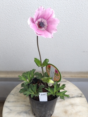 アネモネ　パブニナ　スペシャルカラー【現品211】