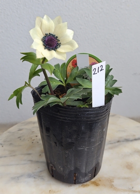 アネモネ　パブニナ　スペシャルカラー【現品212】