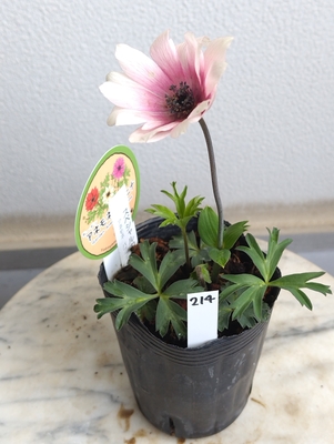 アネモネ　パブニナ　スペシャルカラー【現品214】