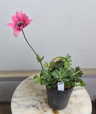 アネモネ　パブニナ　スペシャルカラー【現品215】