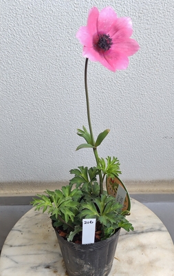 アネモネ　パブニナ　スペシャルカラー【現品216】